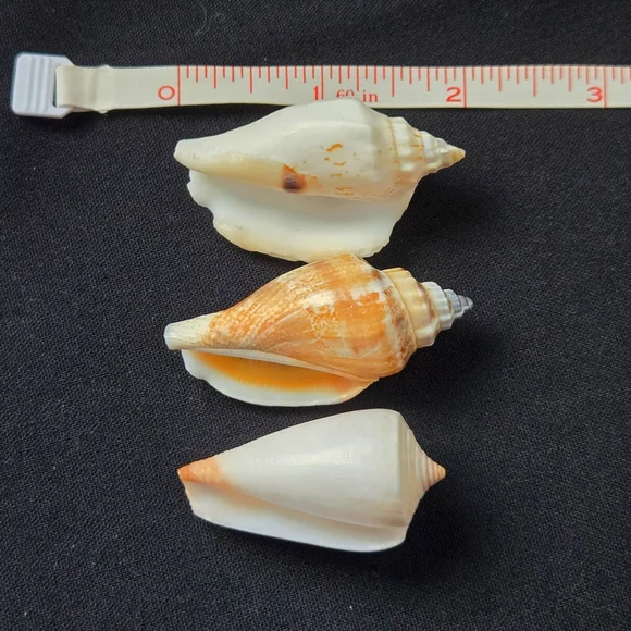 Unique Natural Seashell Collection-30yo Rare Hawaiian & 20yo Floridian, 2"-4.5" - Picture 15 of 15